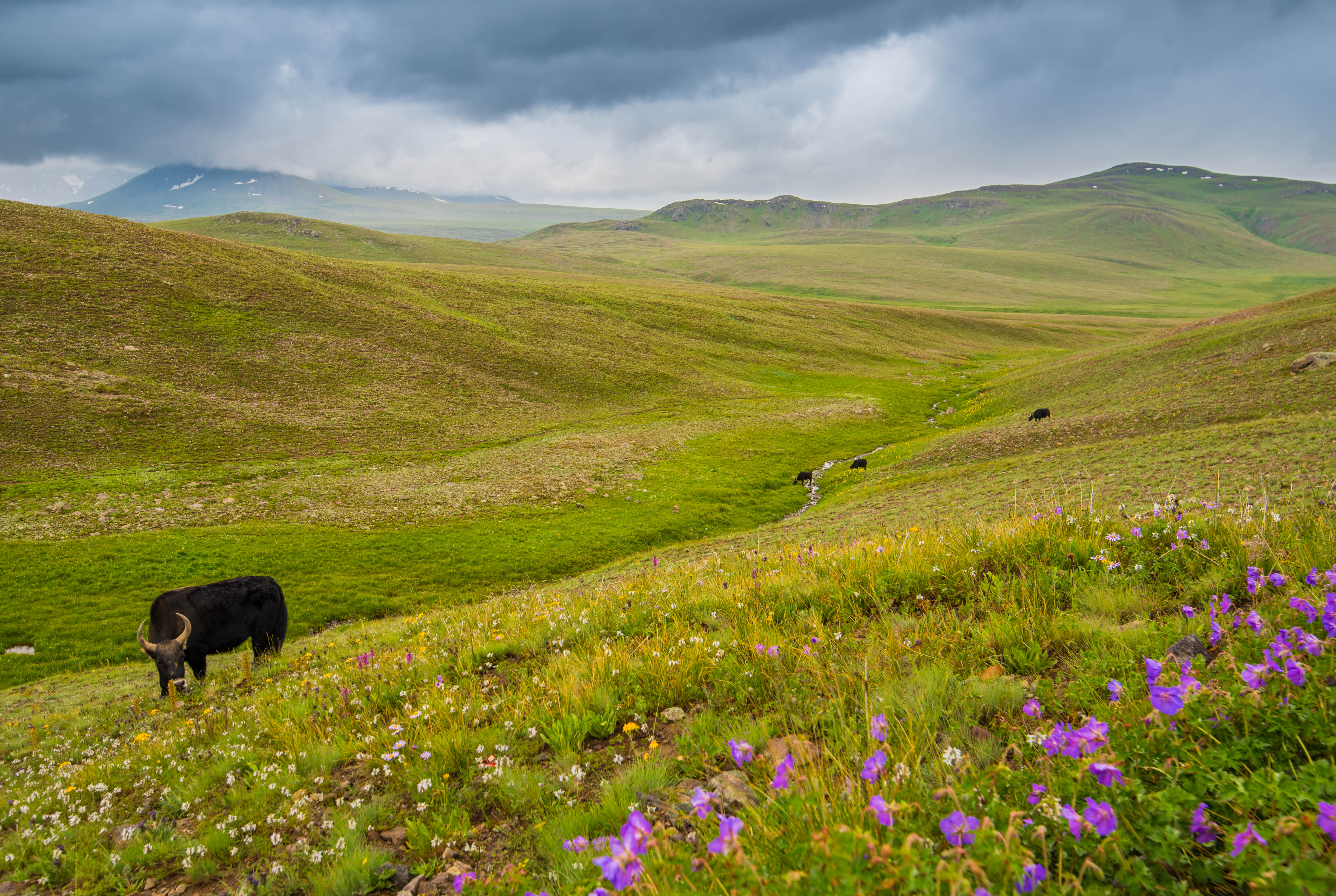 Skardu jeep safari guide for Deosai Basho and cold desert routes Skardu jeep safari guide across Deosai National Park plateau Pakistan